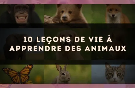 10 leçons de vie à apprendre des animaux