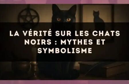La vérité sur les chats noirs : mythes et symbolisme