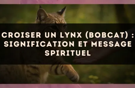 Croiser un lynx (bobcat) : signification et message spirituel