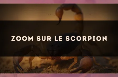 Zoom sur le Scorpion