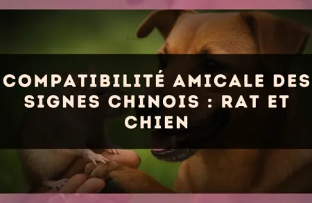 Compatibilité amicale des signes chinois : Rat et Chien