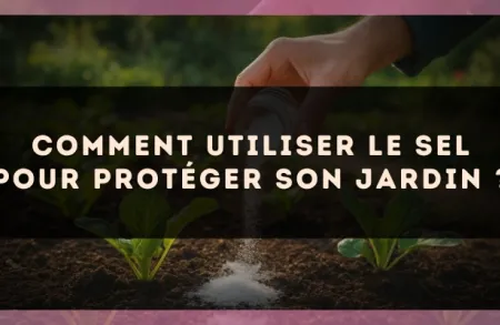 Comment utiliser le sel pour protéger son jardin ?