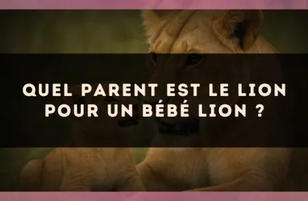 Quel parent est le Lion pour un bébé Lion ?