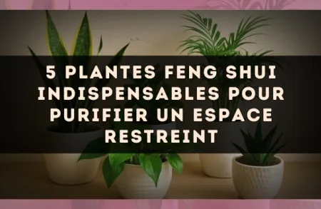 5 plantes Feng Shui indispensables pour purifier un espace restreint