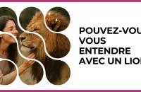🦁 Test : Pouvez-vous vous entendre avec un Lion ? 