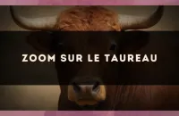 Zoom sur le Taureau