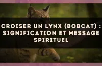 Croiser un lynx (bobcat) : signification et message spirituel