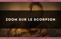 Zoom sur le Scorpion