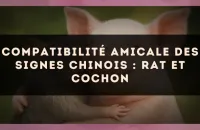 Compatibilité amicale des signes chinois : Rat et Cochon