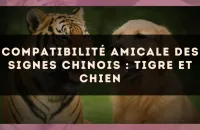 Compatibilité amicale des signes chinois : Tigre et Chien