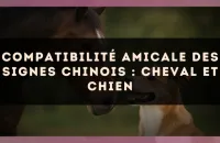 Compatibilité amicale des signes chinois : Cheval et Chien