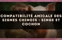 Compatibilité amicale des signes chinois : Singe et Cochon