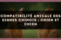 Compatibilité amicale des signes chinois : Chien et Chien