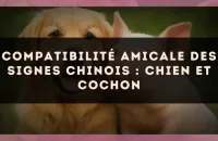 Compatibilité amicale des signes chinois : Chien et Cochon