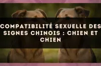 Compatibilité sexuelle des signes chinois : Chien et Chien
