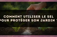 Comment utiliser le sel pour protéger son jardin ?