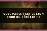 Quel parent est le Lion pour un bébé Lion ?