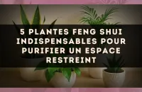 5 plantes Feng Shui indispensables pour purifier un espace restreint