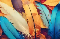 La signification spirituelle des plumes