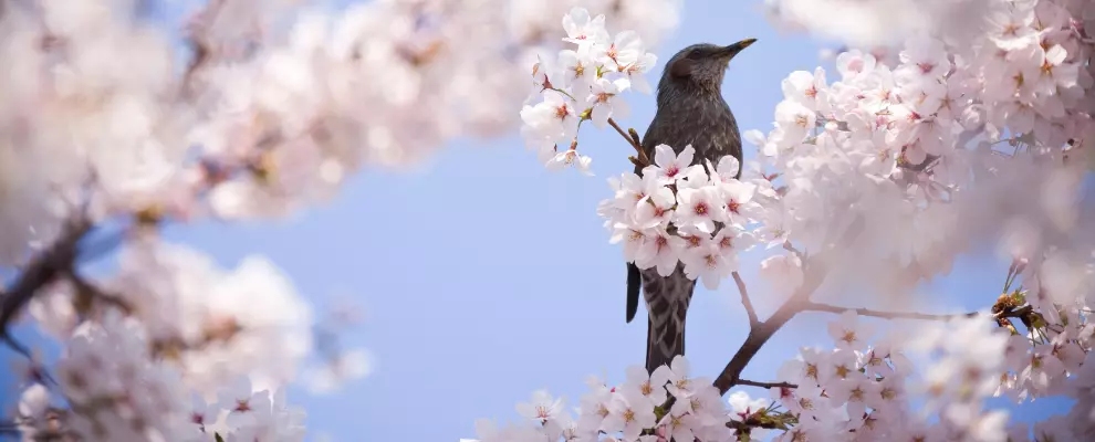 Le chant des oiseaux : une mélodie chargée de significations
