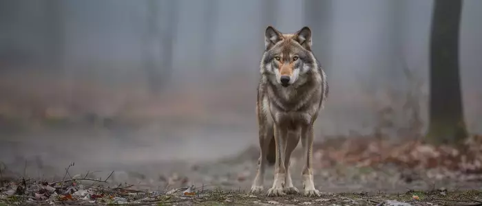 1 - Le loup : L'incarnation de l'instinct et de la liberté