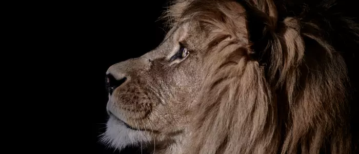 Les défis du Lion : orgueil, impatience et rigidité